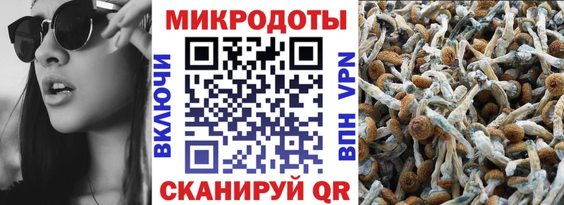 Купить закладки  Шенкурск  Псилоцибиновые грибы Psilocybe 